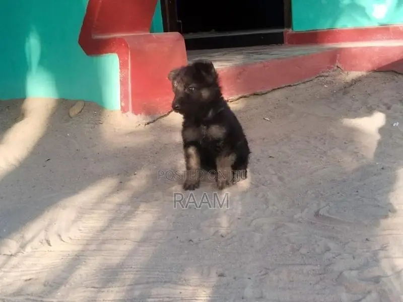 German Shepherd Puppys