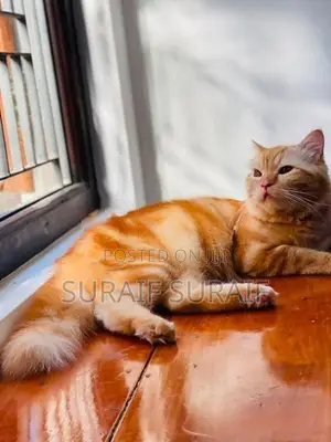 Persian Cat