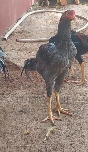 வெள்ளடியன் சேவல்