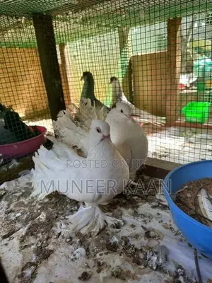 Pigeon