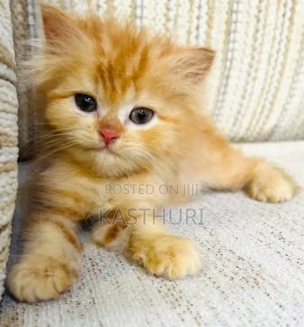 Pure Breed Persian Kittens