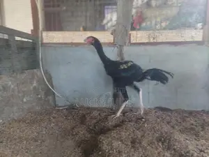 வெள்ளடியன் சேவல்