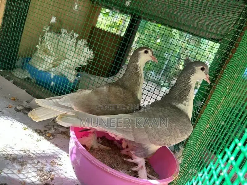 Pigeon