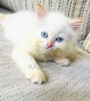 Pure Breed Persian Kittens