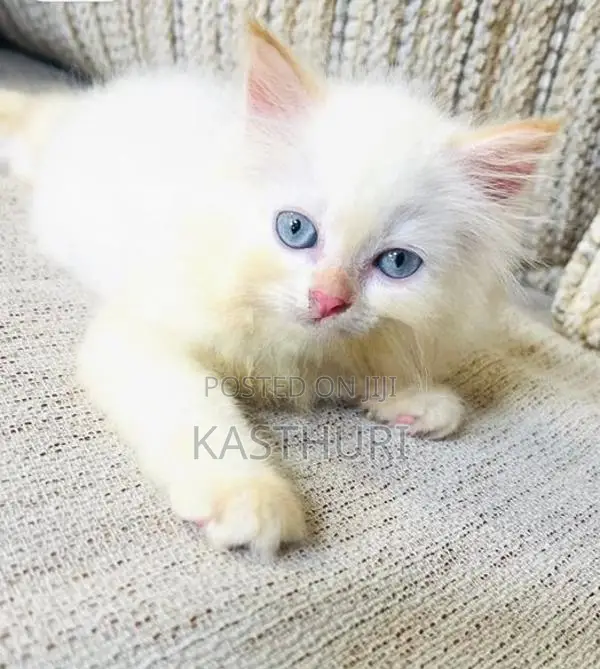 Pure Breed Persian Kittens