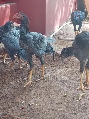 வெள்ளடியன் சேவல்