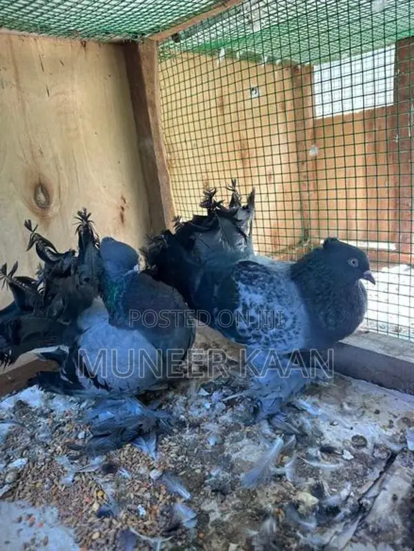 Pigeon