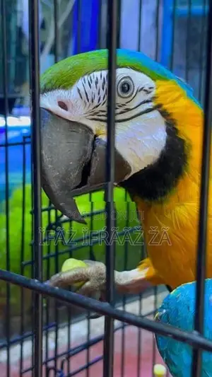 Macaw Bird