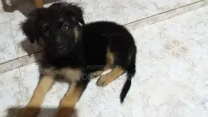 German Shepherd Puppys