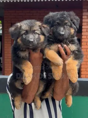 German Shepherd Puppies