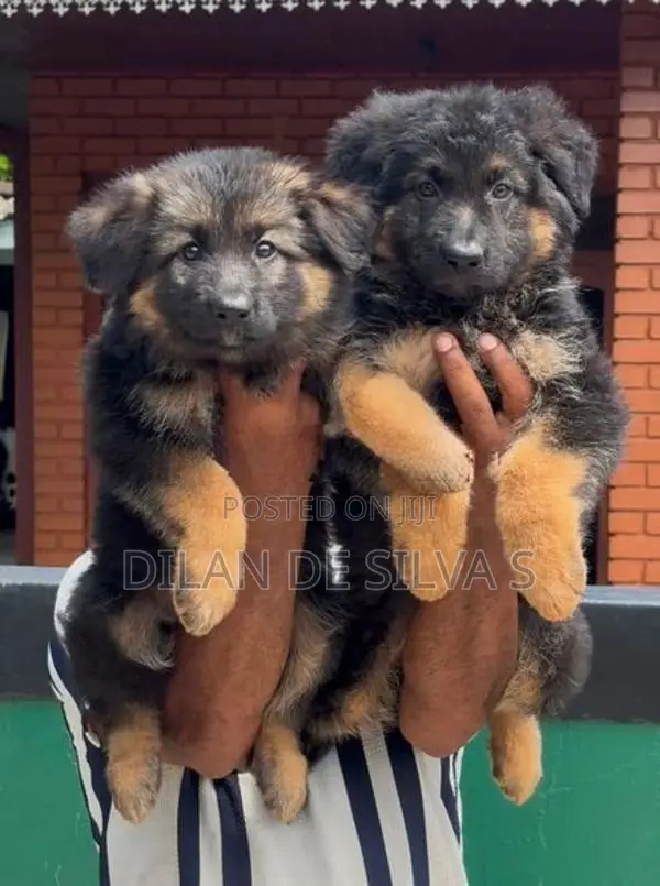 German Shepherd Puppies