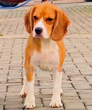 Beagle Puppies