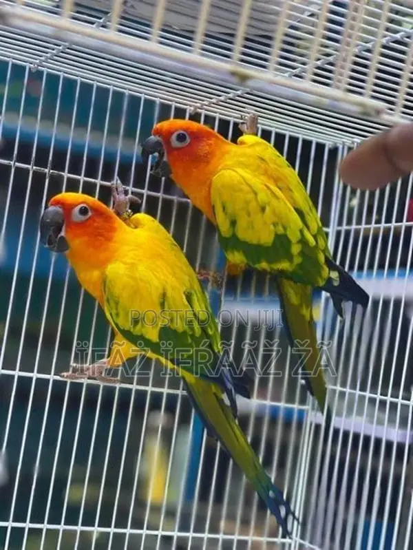 Macaw Bird
