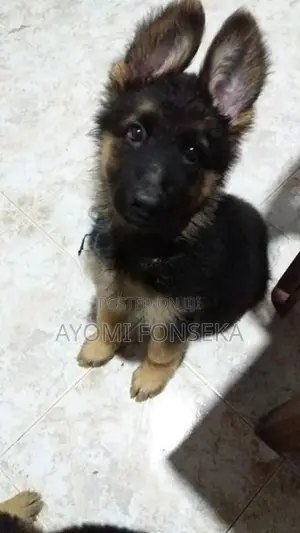 German Shepherd Puppys
