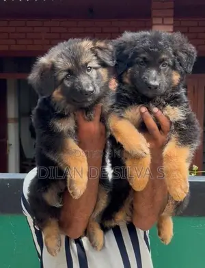 German Shepherd Puppies