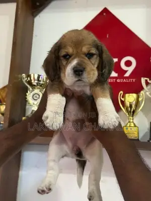 Beagle Puppies