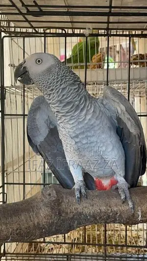 Macaw Bird