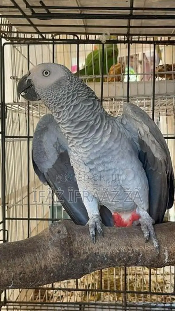 Macaw Bird