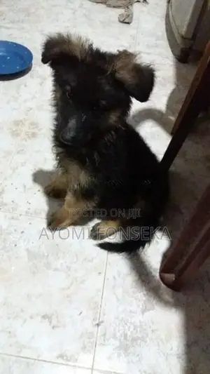 German Shepherd Puppys