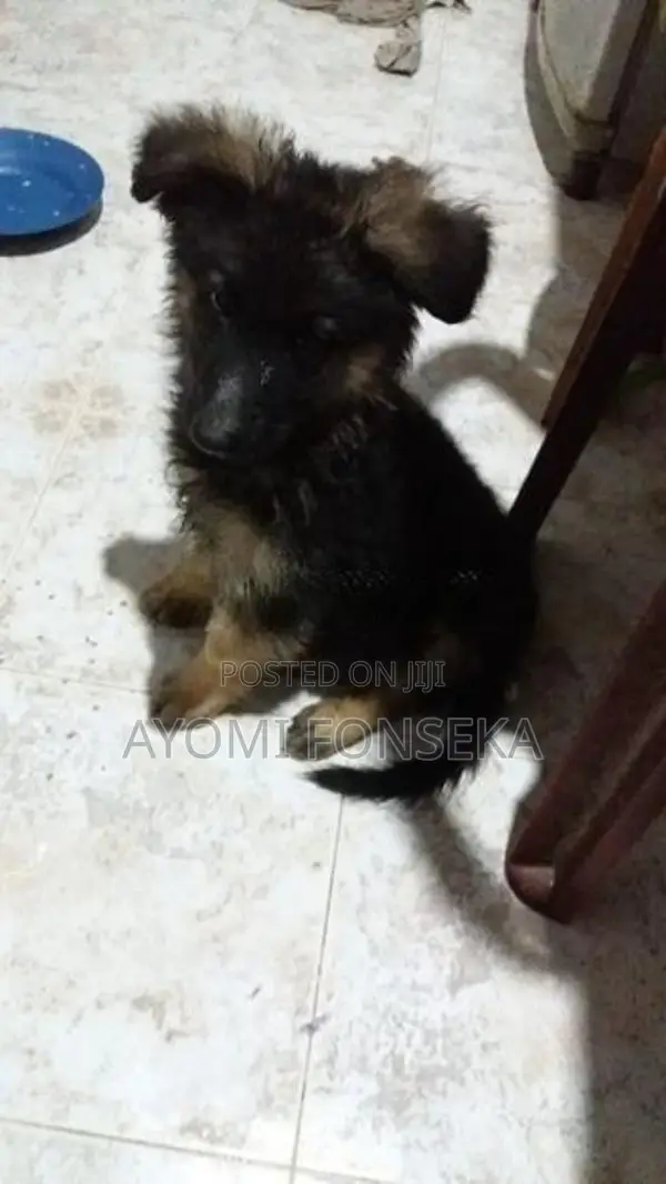 German Shepherd Puppys