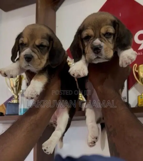 Beagle Puppies