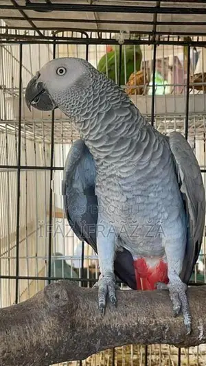 Macaw Bird
