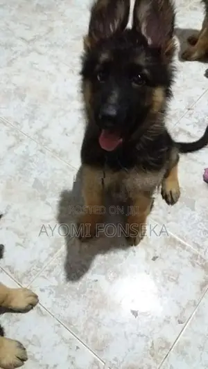 German Shepherd Puppys