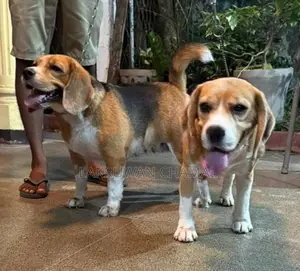 Beagle Puppies