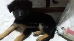 German Shepherd Puppys
