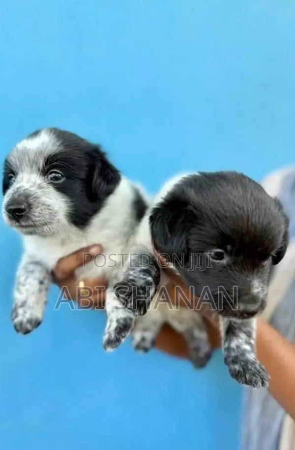 Shih Tzu Puppy