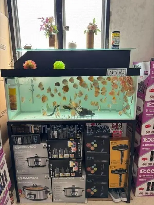 Discus Fish with 4 Feet Tank
