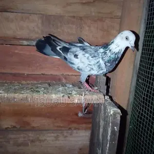 Pigeon