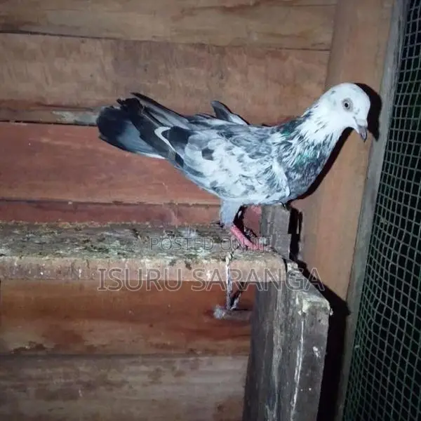 Pigeon