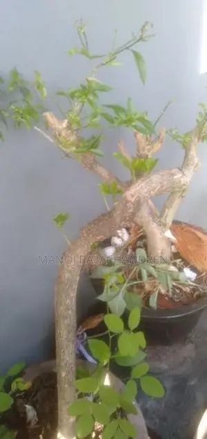 Bonsai Pot