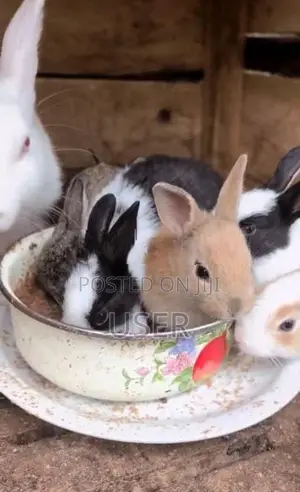 Rabbits