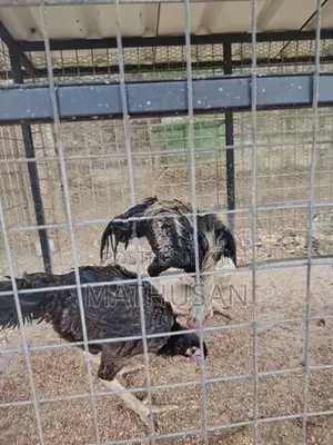 Parrot Beak Rooster