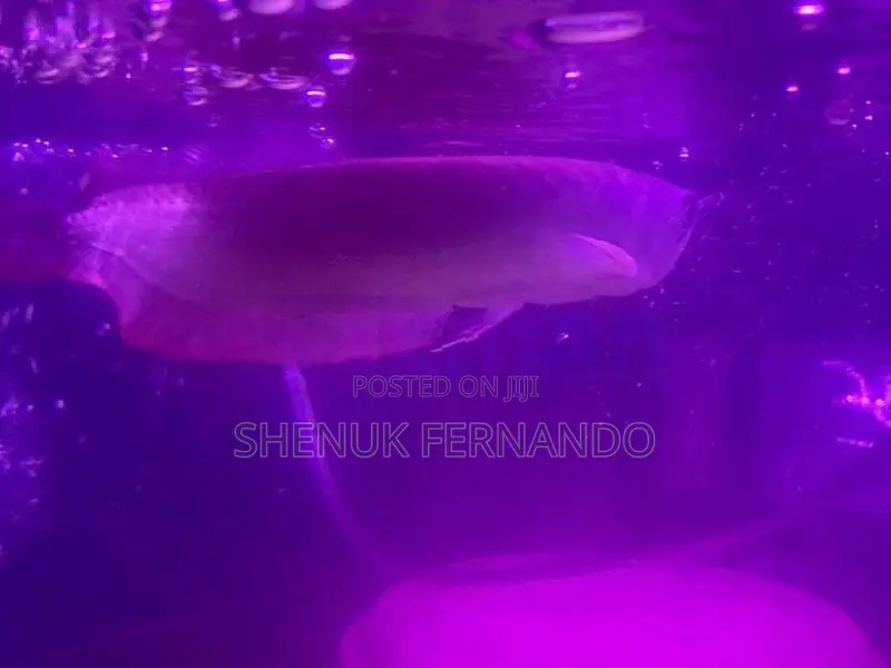 Arowana Fish