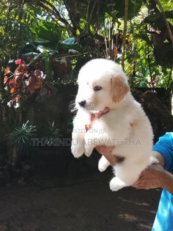 ගෝල්ඩන් රෙට්‍රිවර් පැටවුන්