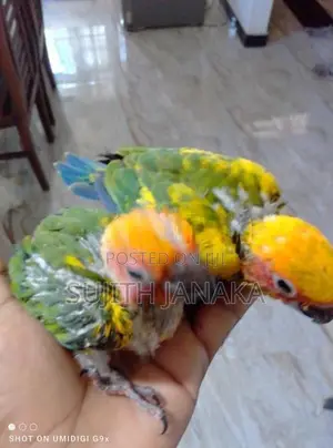 Sun Conure Birds
