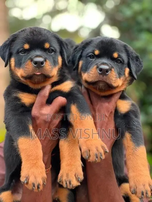 Rottweiler Puppies