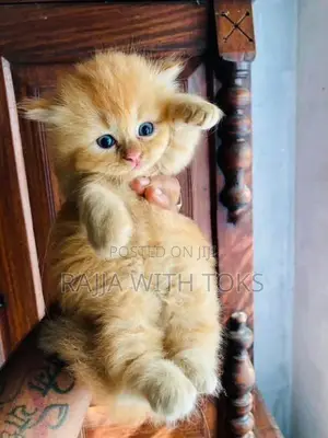 Persian Cat