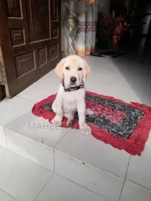 Labrador Retriever Puppies