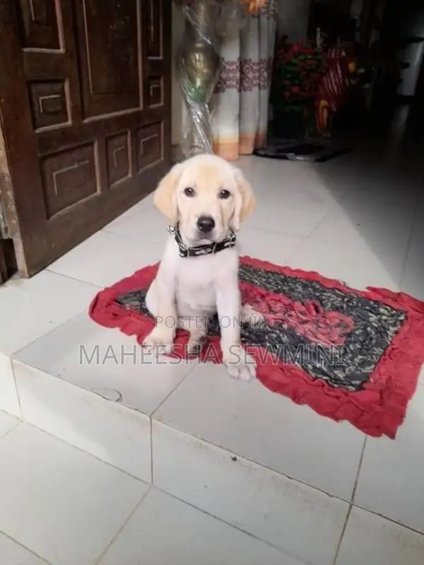 Labrador Retriever Puppies