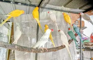 Ringneck Birds