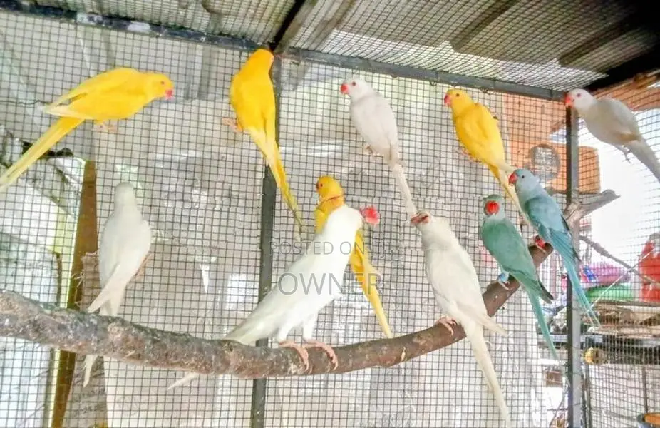 Ringneck Birds