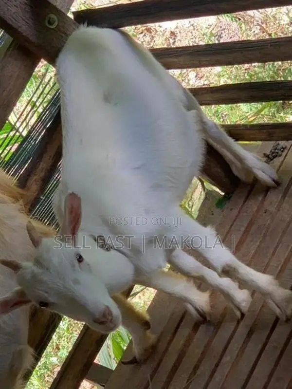 Saanen Goat