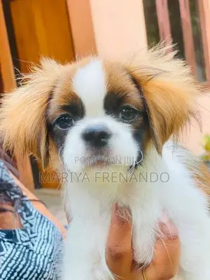 Tropso Puppies