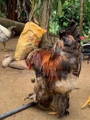 විකිනිමට හො ගම් කිකිලි මාරුවකට