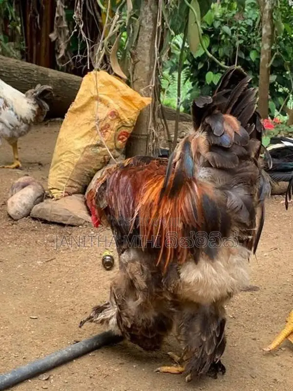 විකිනිමට හො ගම් කිකිලි මාරුවකට