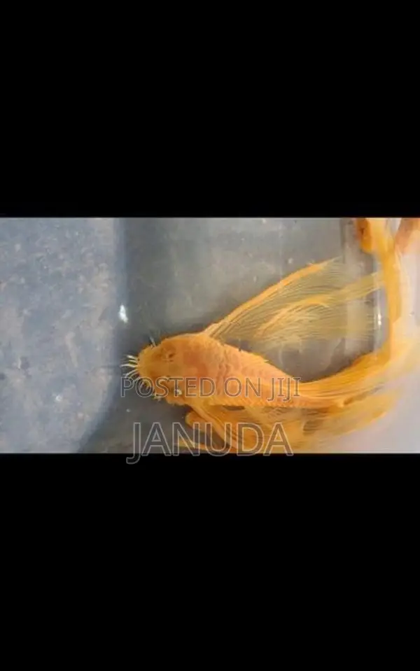 Bristlenose Fish